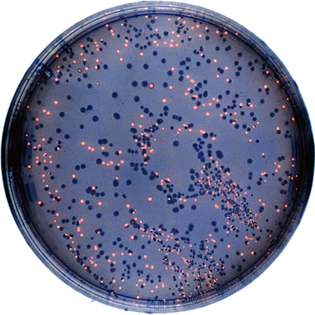 Placa Clonaje Amplicones PCR